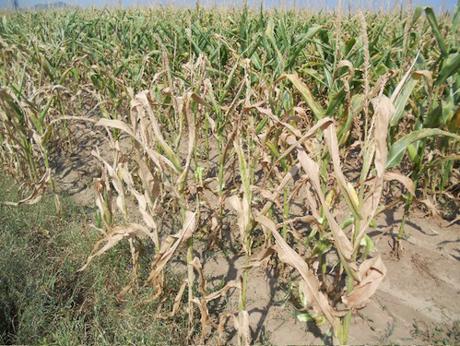 caldo siccita mais riarso sole lug2012 fonte coldiretti caldo siccita mais riarso sole lug2012 fonte coldiretti