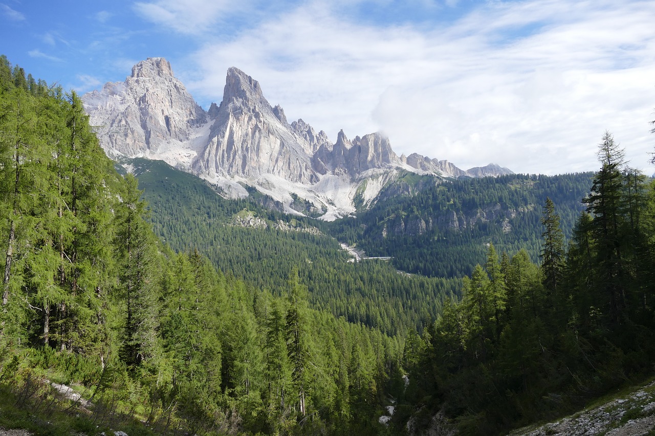 Un bosco in primo piano e le dolomiti innevate sullo sfondo, con un cielo velato di nuvole