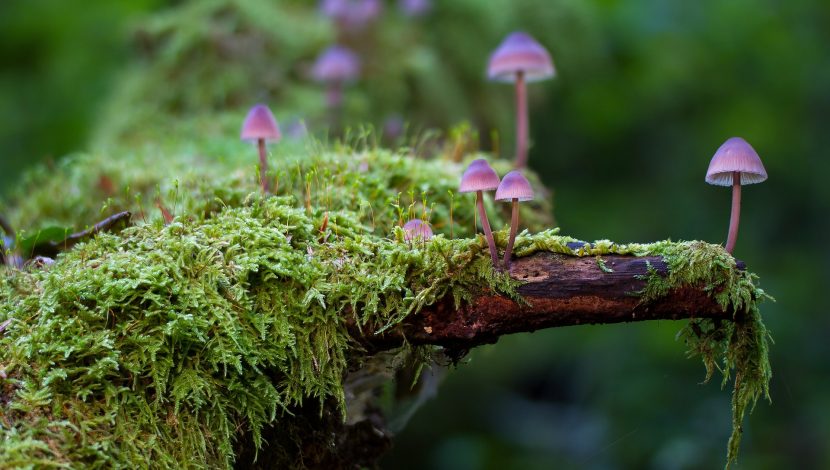 Licheni e funghi