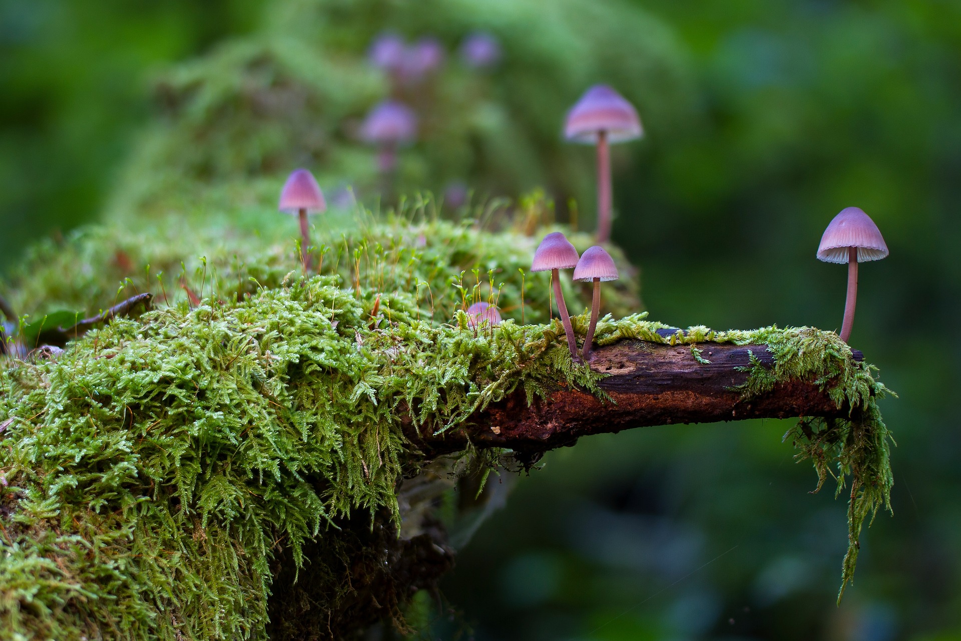 Licheni e funghi