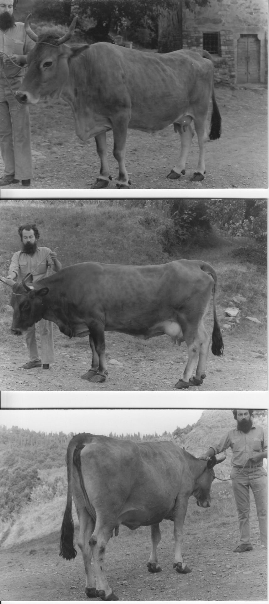 Foto d'epoca di un uomo con la barba (Pucci) che tiene per la cavezza una mucca
